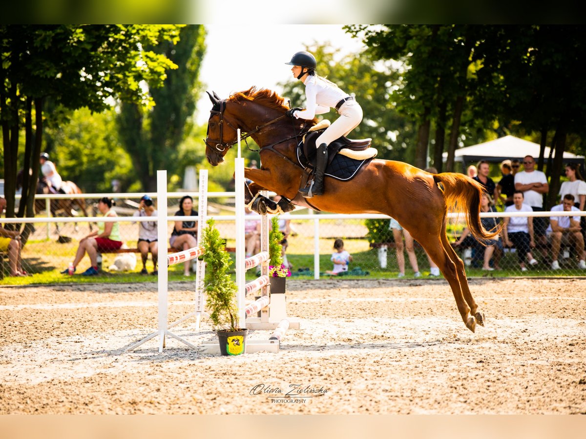 Ukrainiens Hongre 5 Ans 164 cm Alezan in Chodków