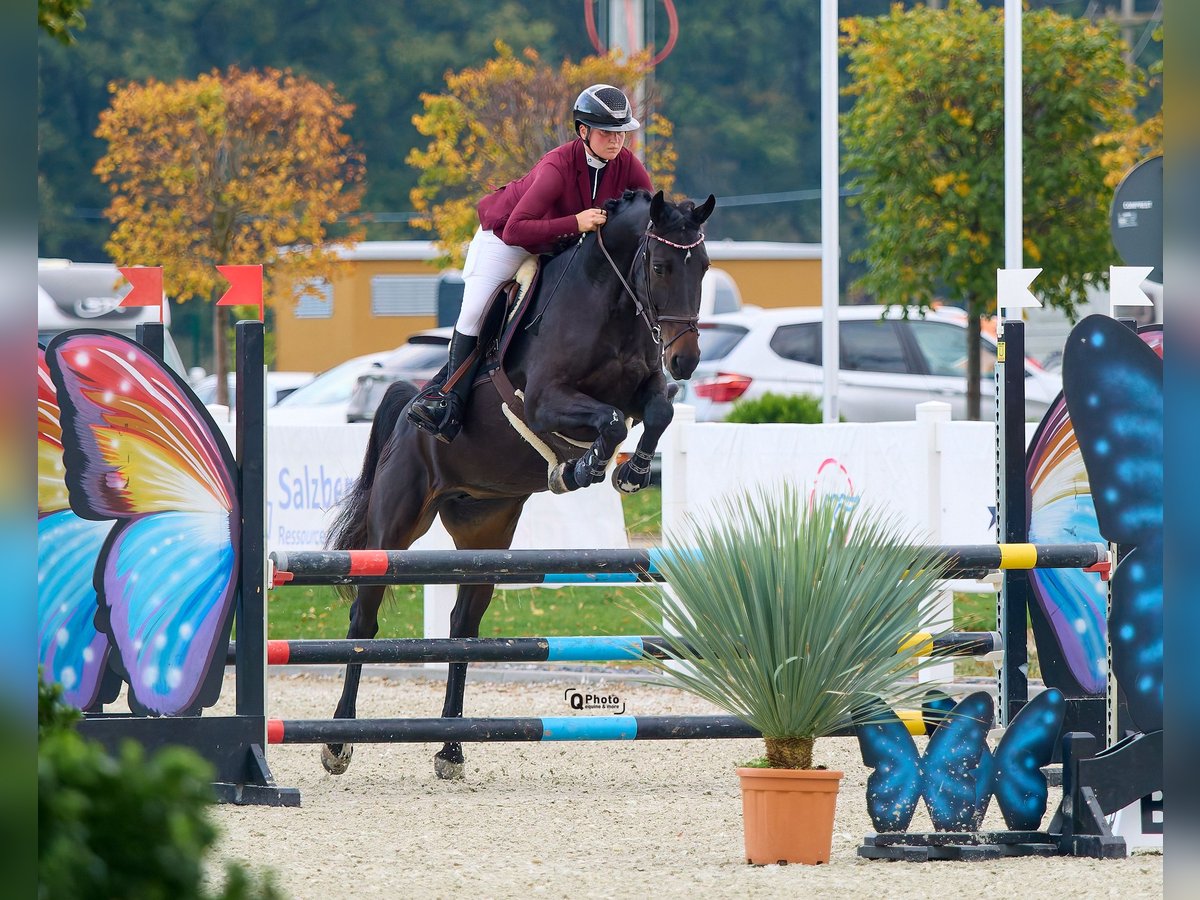 Ukrainiens Jument 6 Ans 164 cm Bai brun in Kronenberg