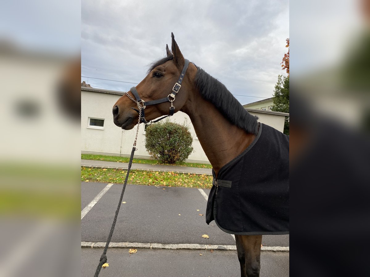 Ungarisches Sportpferd Hengst 11 Jahre 167 cm Brauner in Val Di Vizze