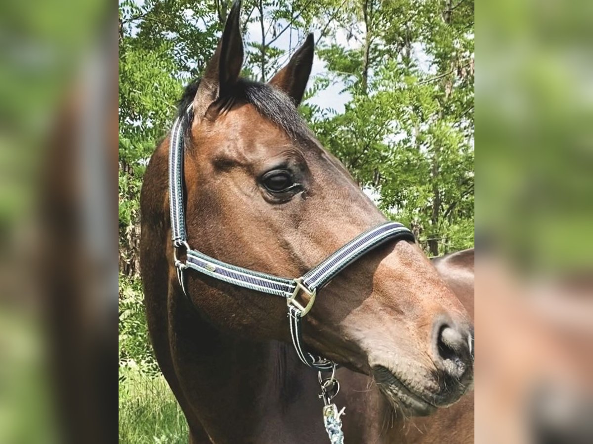 Ungarisches Sportpferd Hengst 14 Jahre 170 cm Dunkelbrauner in C&#x103;ciula&#x163;i