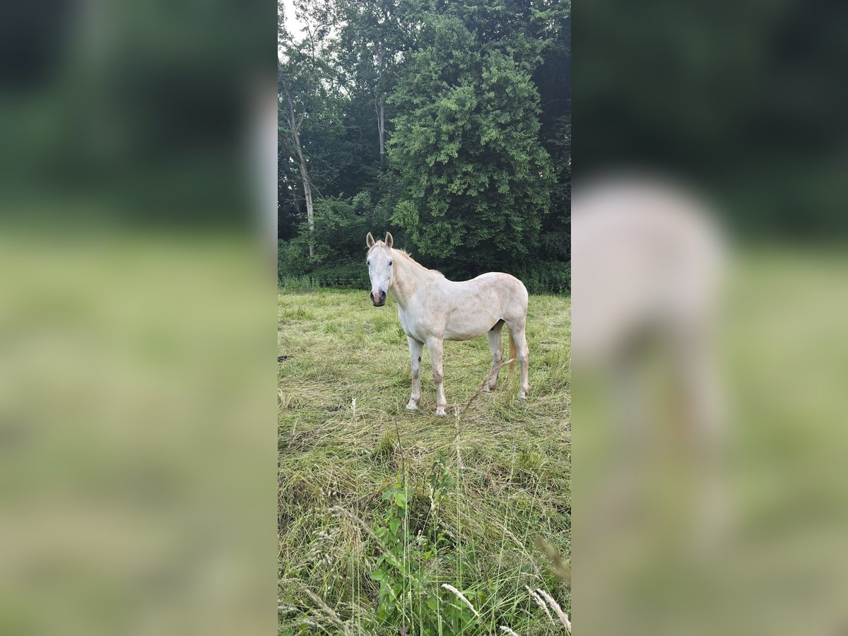 Ungarisches Sportpferd Hengst 18 Jahre 160 cm Schimmel in Walshausen