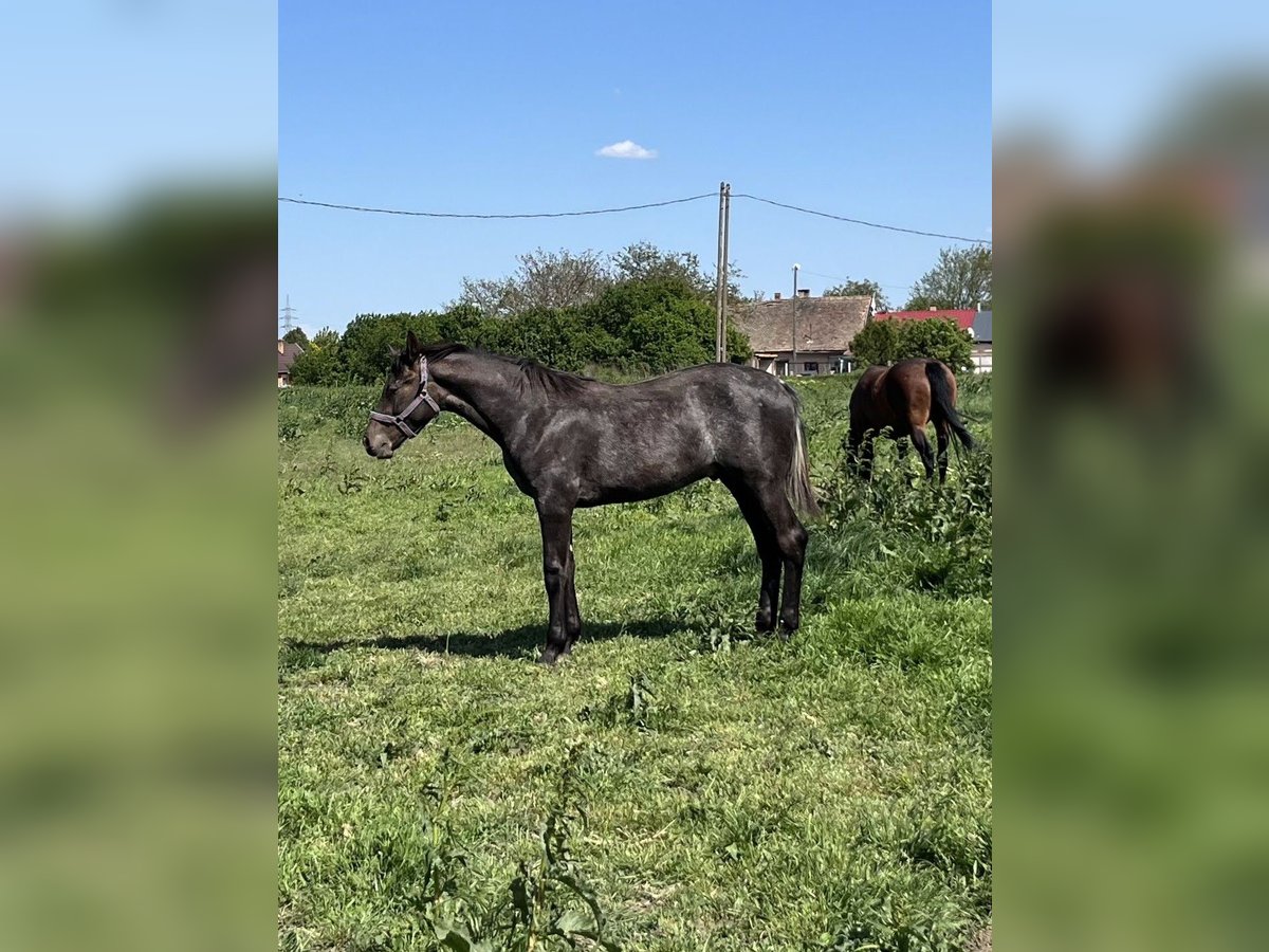 Ungarisches Sportpferd Hengst 1 Jahr 140 cm Schimmel in Debrecen