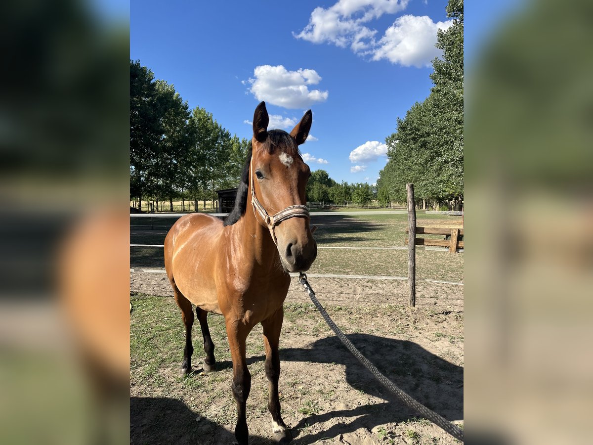 Ungarisches Sportpferd Hengst 1 Jahr Rotbrauner in Szigetszentm&#xE1;rton