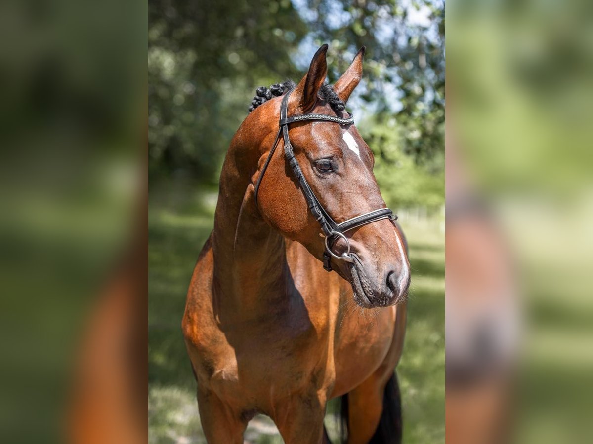 Ungarisches Sportpferd Hengst 2 Jahre 166 cm Brauner in Debrecen