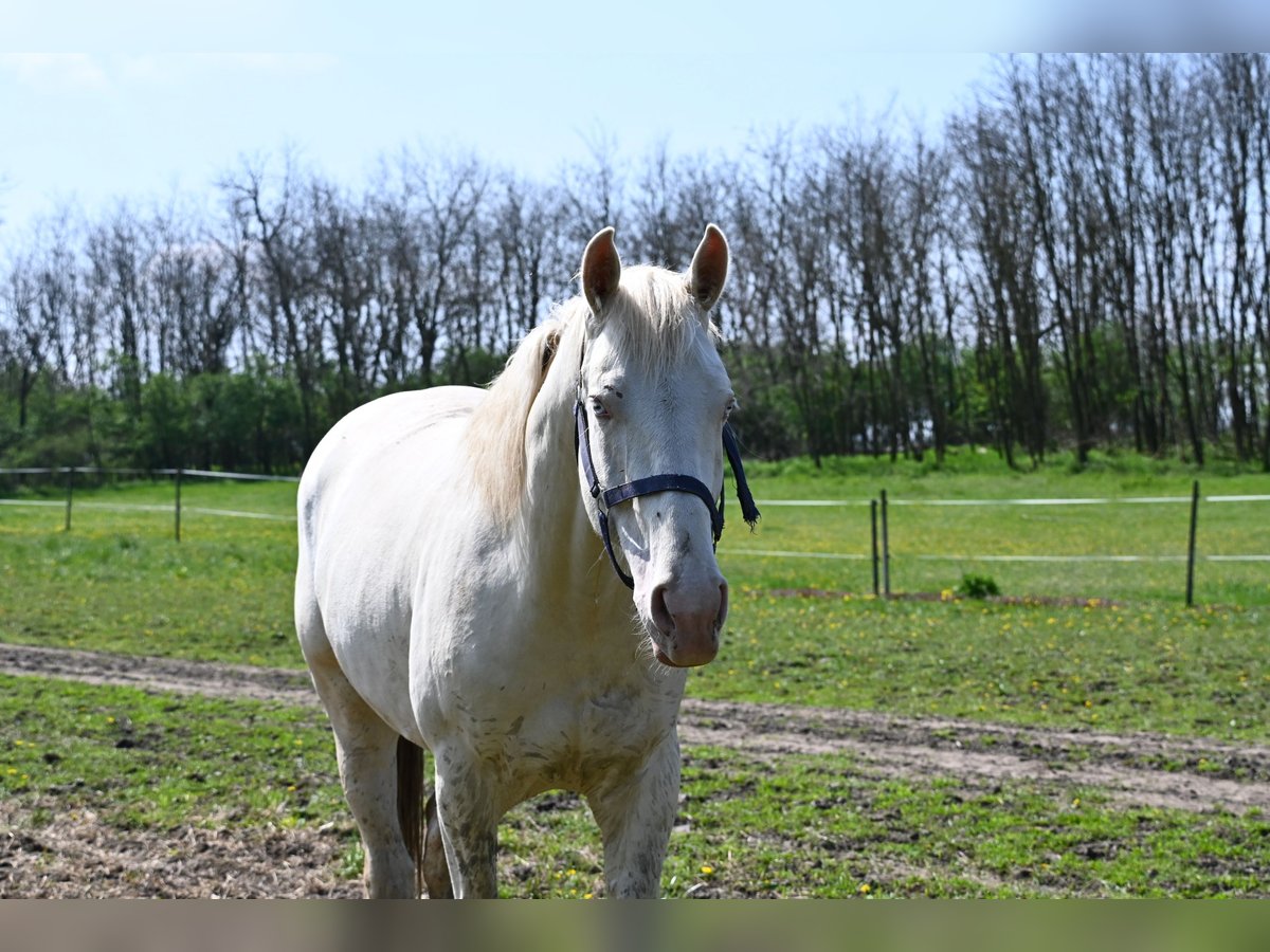 Ungarisches Sportpferd Hengst 3 Jahre 161 cm Cremello in Marcali