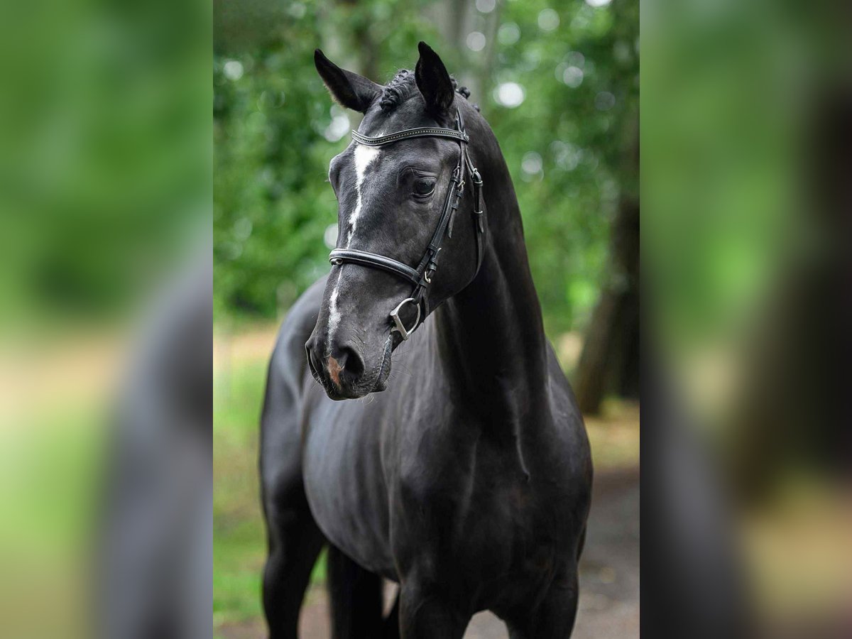 Ungarisches Sportpferd Hengst 3 Jahre 168 cm Rappe in M&#xFC;nchen