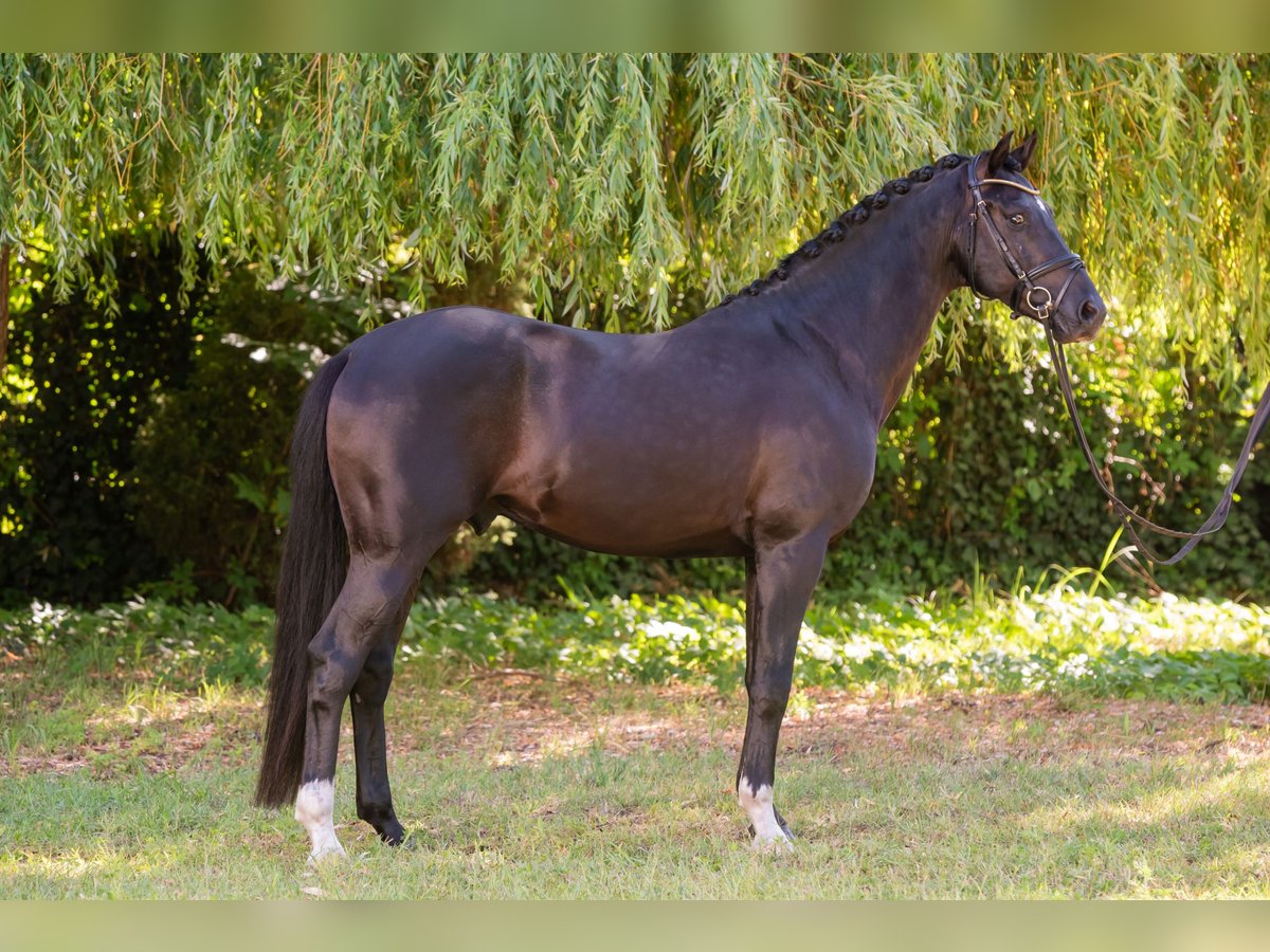 Ungarisches Sportpferd Hengst 5 Jahre 157 cm Rappe in Debrecen