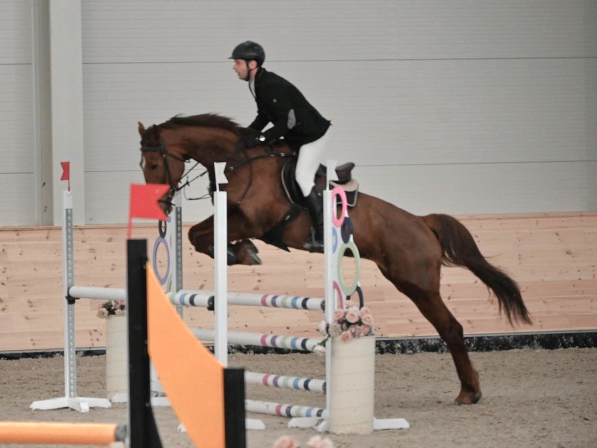 Ungarisches Sportpferd Stute 10 Jahre 172 cm Dunkelfuchs in Gy&#xF6;mr&#x151;