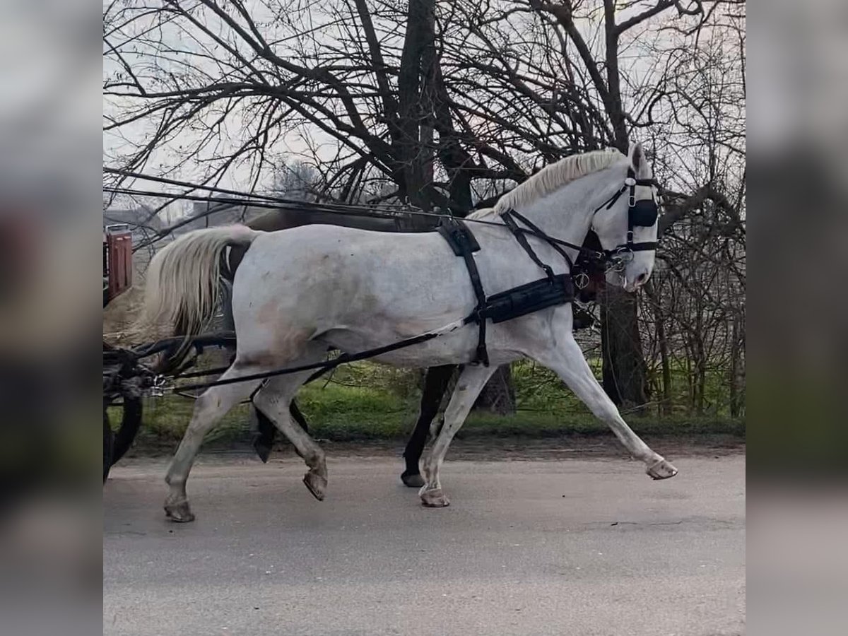 Ungarisches Sportpferd Stute 11 Jahre 160 cm White in Tass