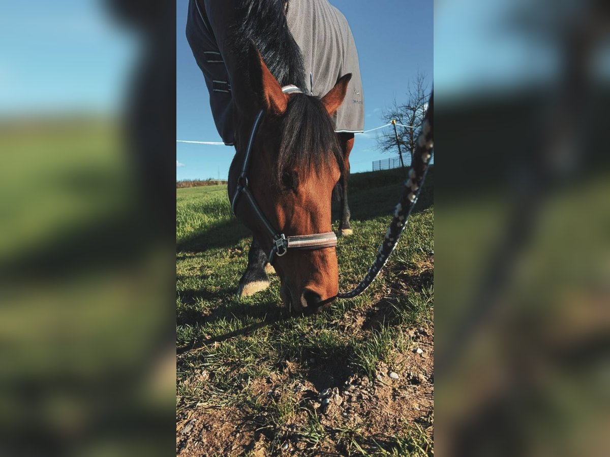 Ungarisches Sportpferd Stute 11 Jahre 165 cm Brauner in Großaitingen