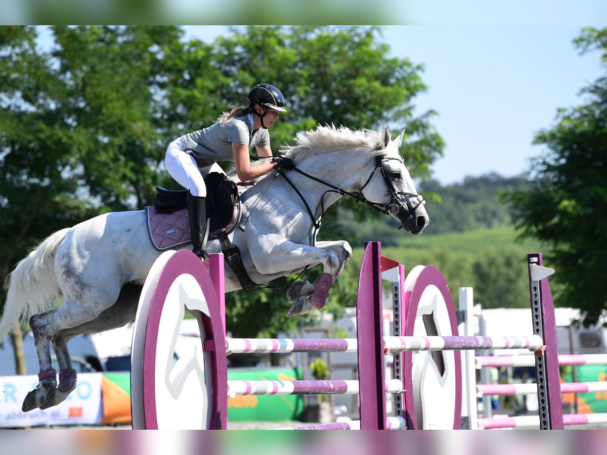 Ungarisches Sportpferd Stute 12 Jahre 168 cm Schimmel in Breitenfurt bei Wien