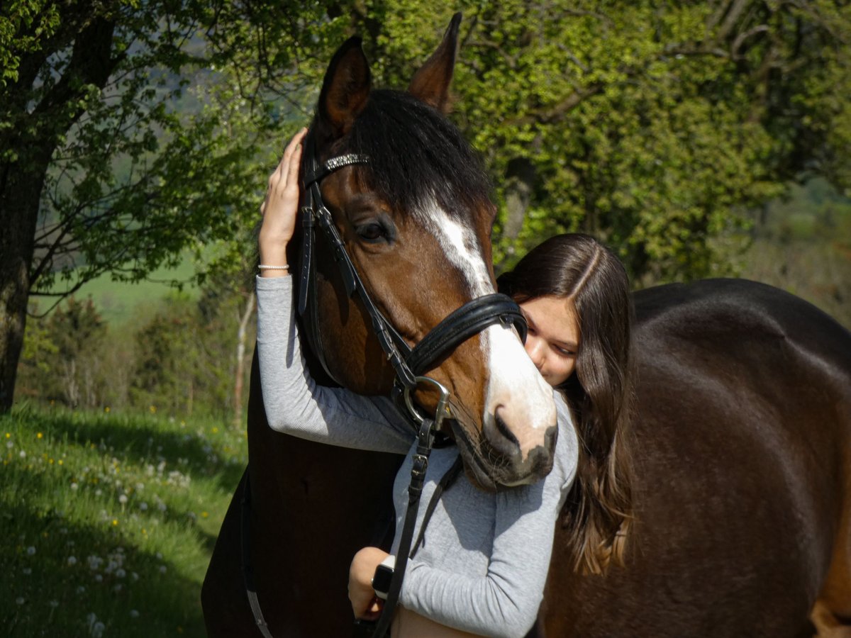 Ungarisches Sportpferd Stute 13 Jahre 167 cm Brauner in Purgstall