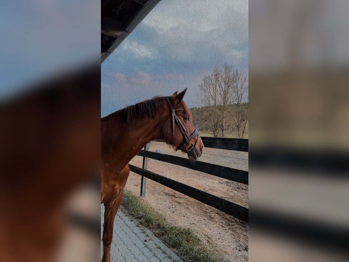 Ungarisches Sportpferd Stute 14 Jahre 155 cm Fuchs in Obdach