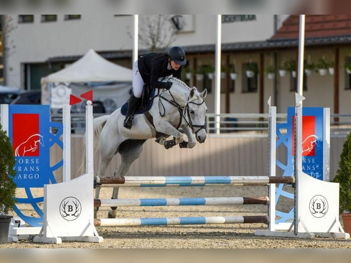 Ungarisches Sportpferd Mix Stute 15 Jahre 163 cm Schimmel in Miskolc