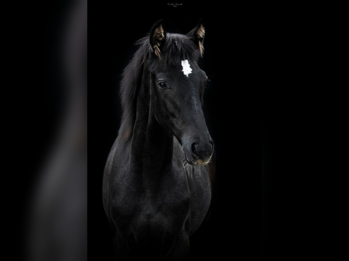 Ungarisches Sportpferd Stute 1 Jahr 130 cm Schimmel in Zalakomár