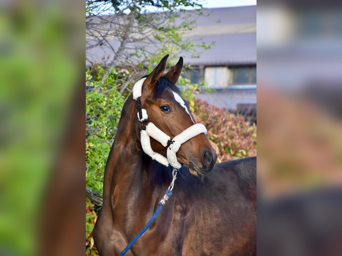Ungarisches Sportpferd Stute 1 Jahr 140 cm Rotbrauner in Baracska