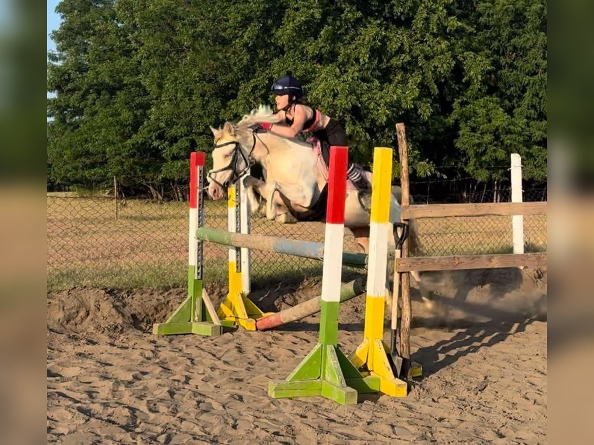 Ungarisches Sportpferd Stute 3 Jahre 135 cm Palomino in Vasad