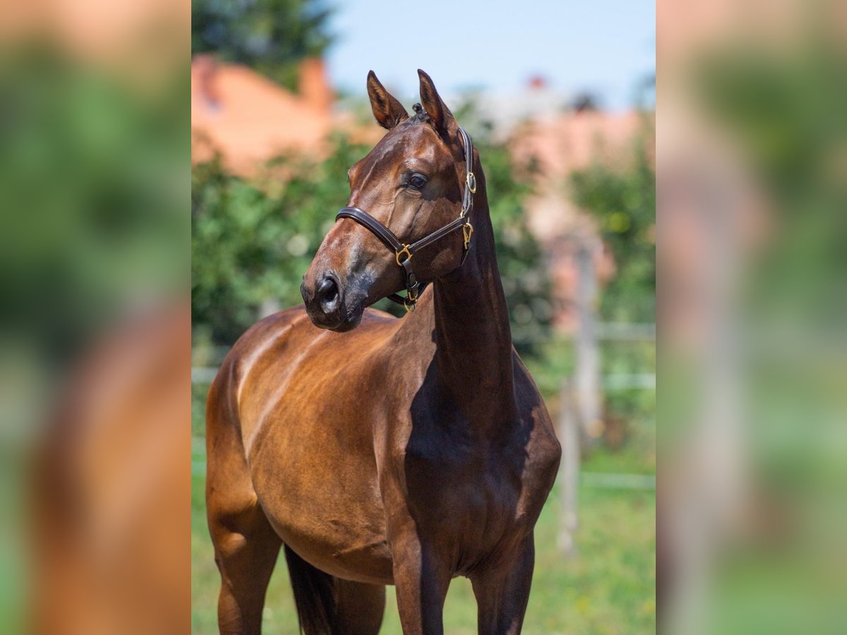 Ungarisches Sportpferd Stute 4 Jahre 168 cm in Csom&#xE1;d