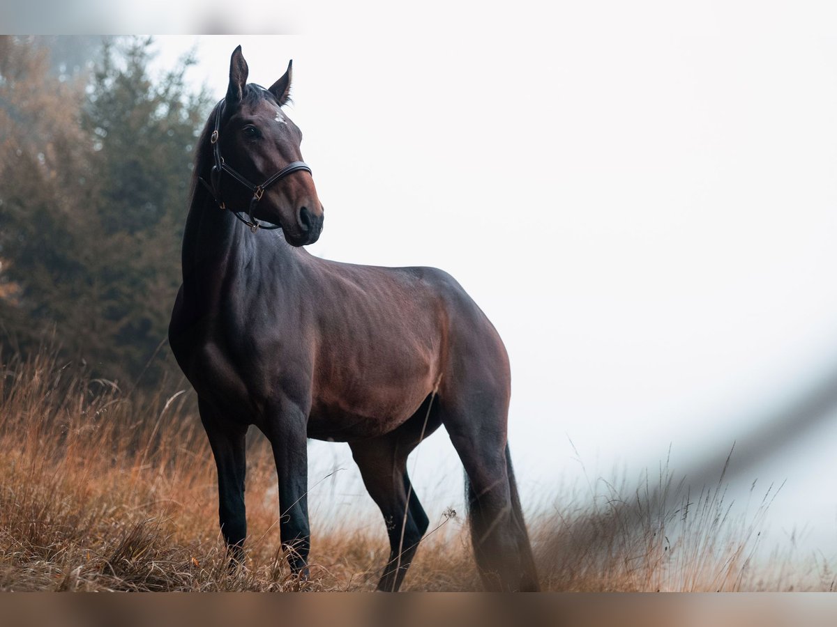 Ungarisches Sportpferd Stute 4 Jahre 180 cm Brauner in Bischofswiesen