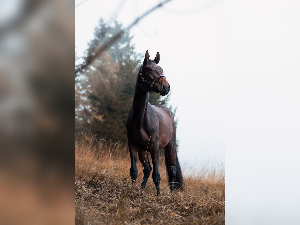 Ungarisches Sportpferd Stute 4 Jahre 180 cm Brauner in Bischofswiesen