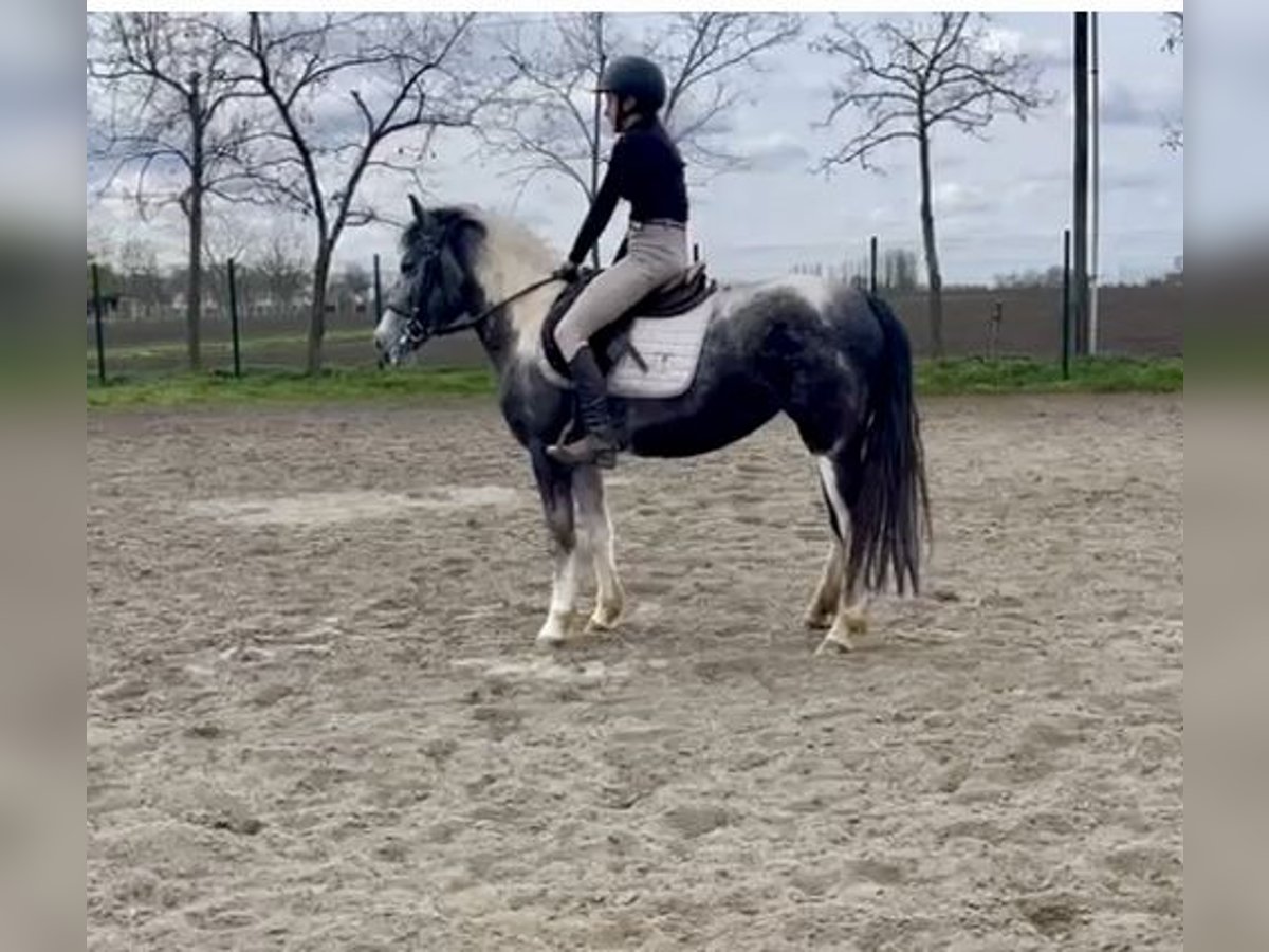 Ungarisches Sportpferd Stute 5 Jahre 143 cm Schecke in Vecsés
