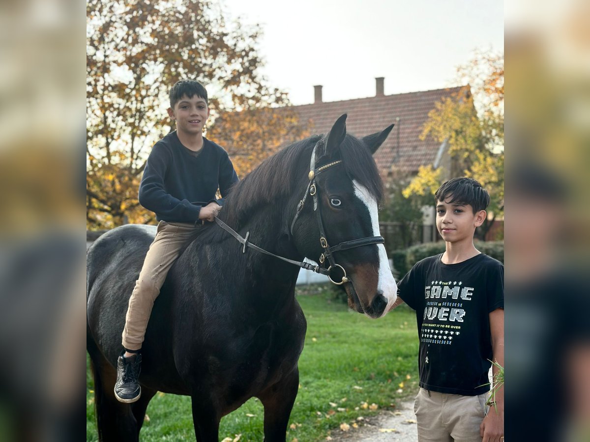 Ungarisches Sportpferd Mix Stute 5 Jahre 145 cm Rappe in Hu