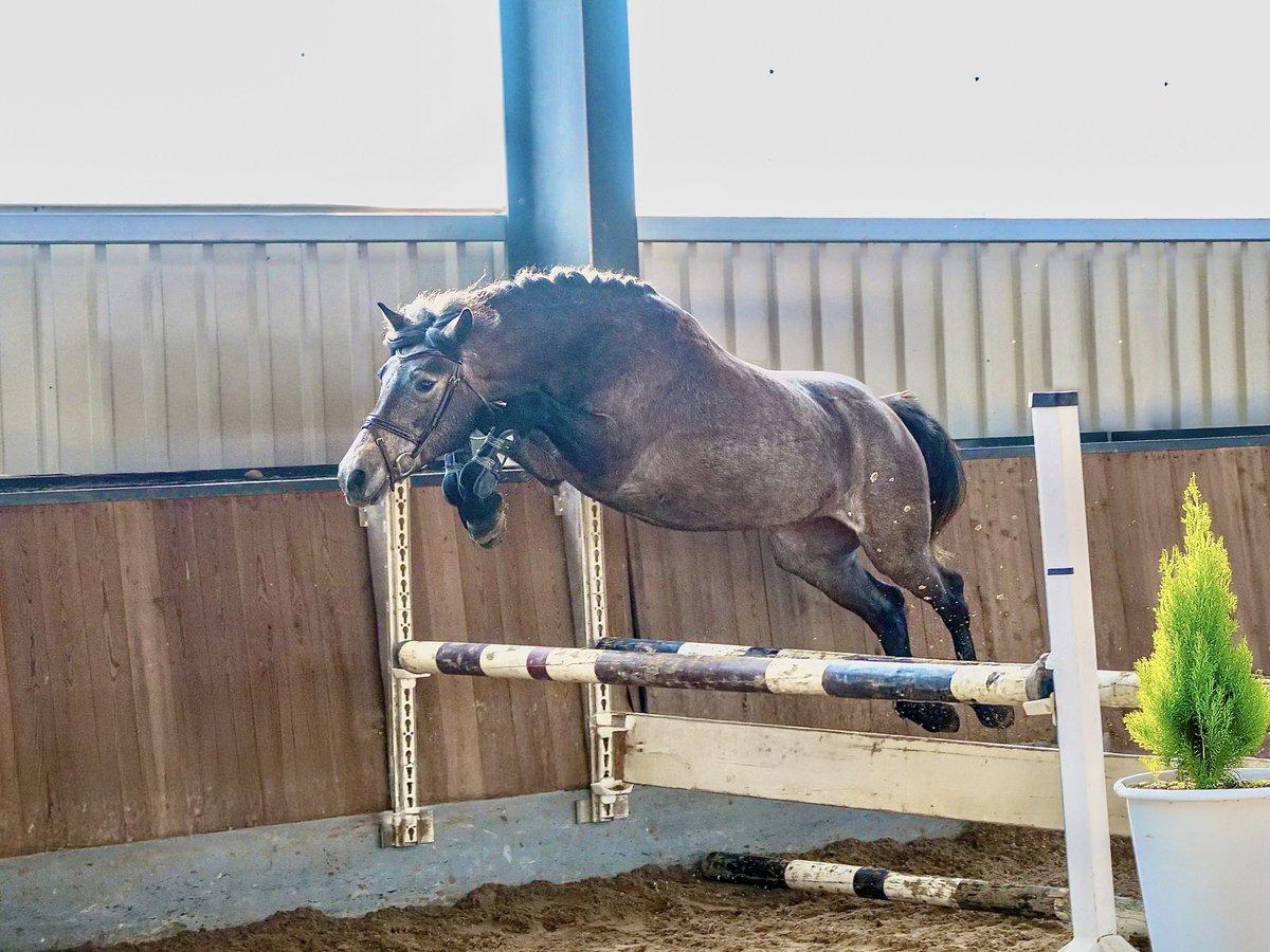 Ungarisches Sportpferd Stute 5 Jahre 147 cm Rappschimmel in Dohren