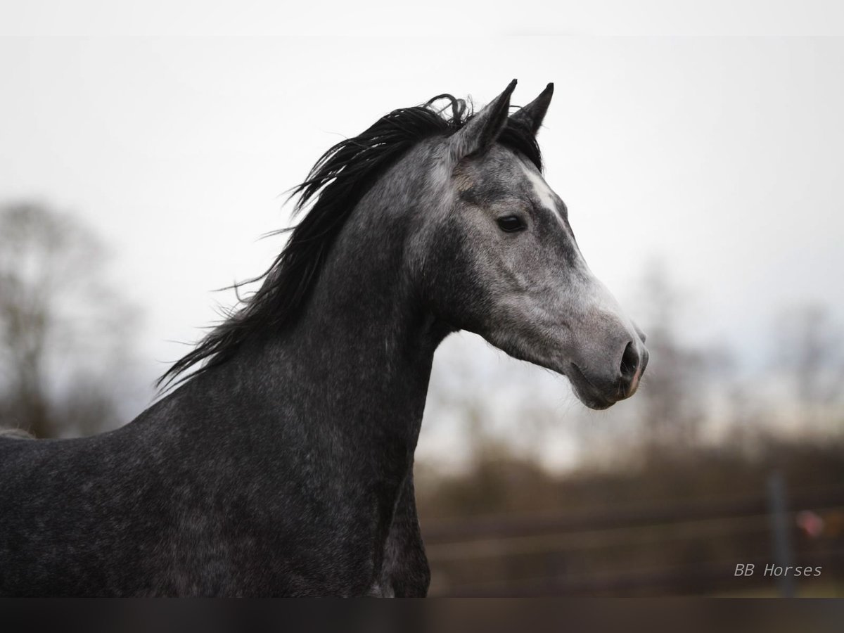 Ungarisches Sportpferd Stute 5 Jahre 158 cm Apfelschimmel in Pastetten