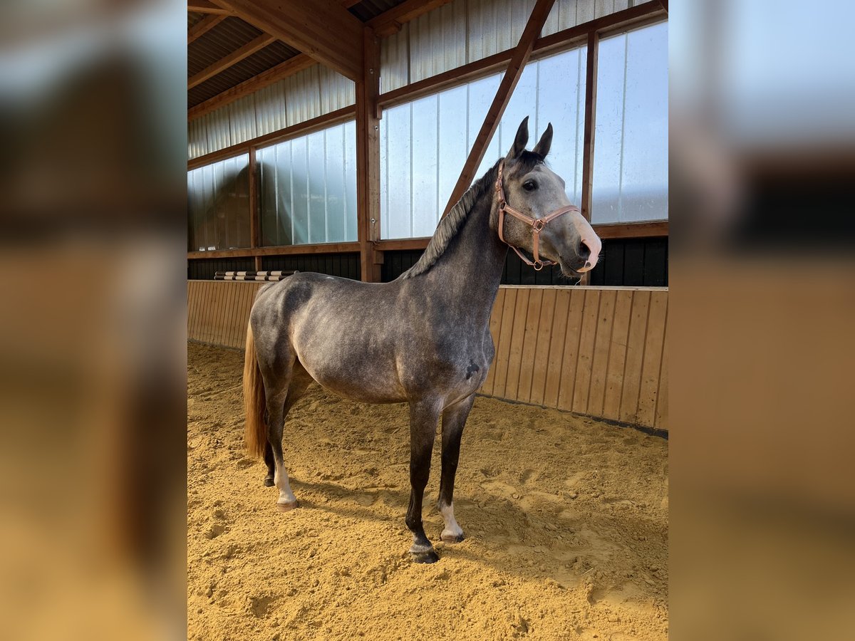 Ungarisches Sportpferd Stute 5 Jahre 165 cm Schimmel in Borken