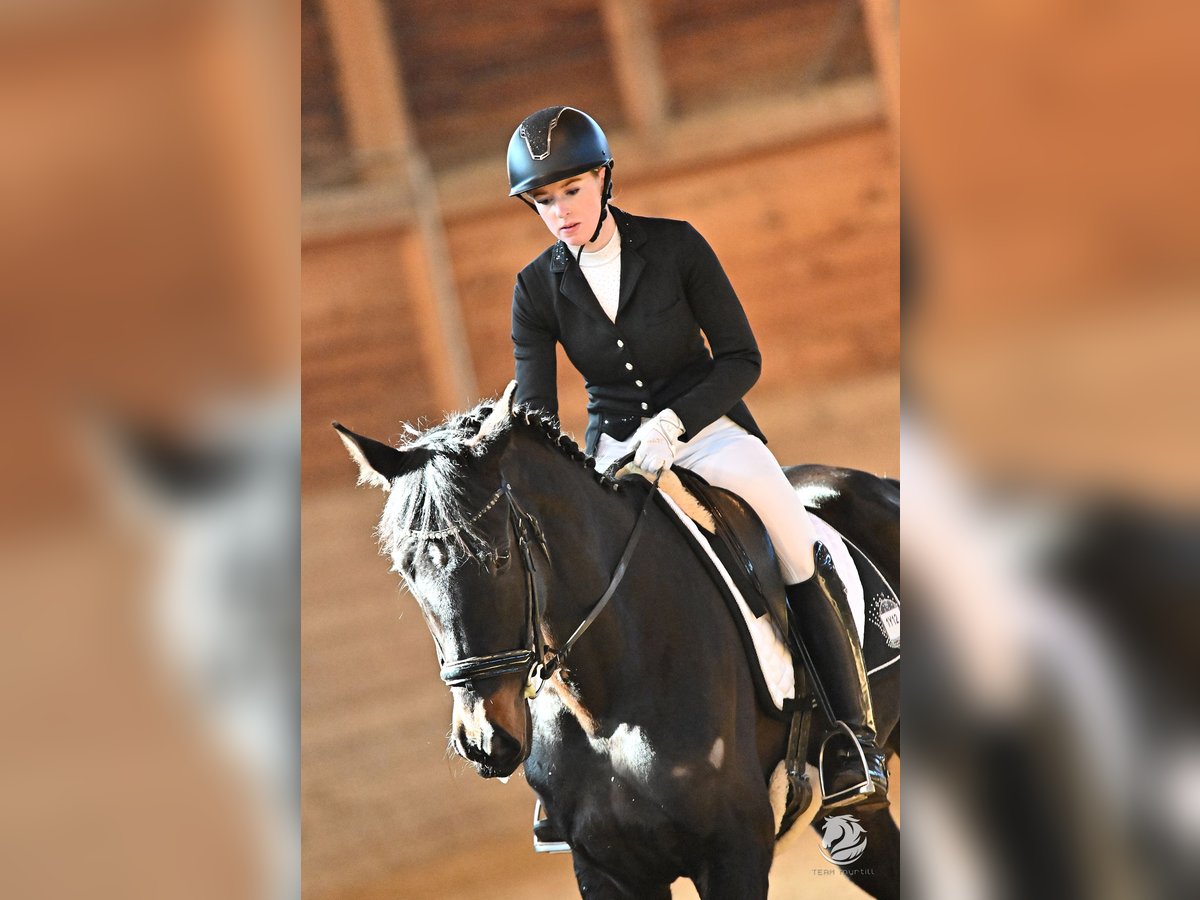 Ungarisches Sportpferd Stute 5 Jahre 166 cm Rappe in Tragwein