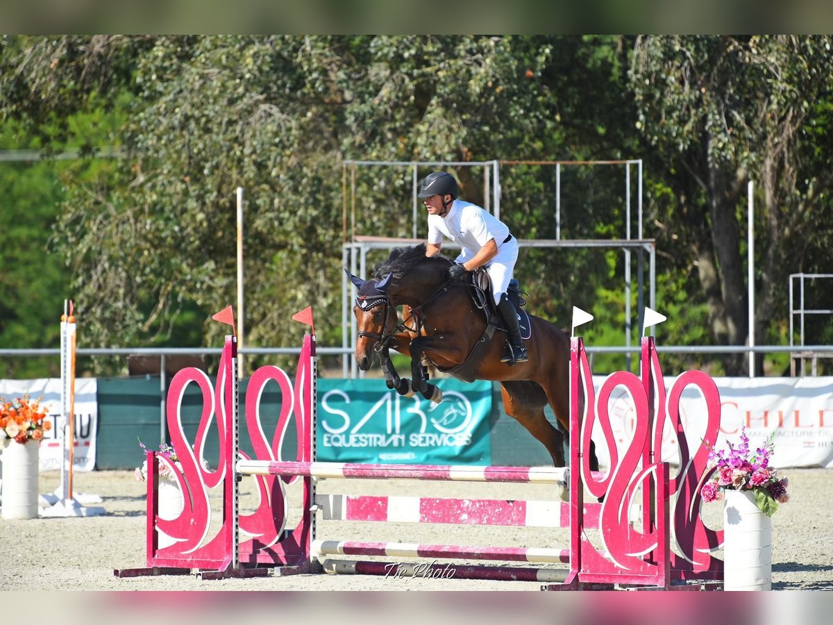 Ungarisches Sportpferd Stute 5 Jahre 166 cm Rotbrauner in B&#xE9;k&#xE9;scsaba