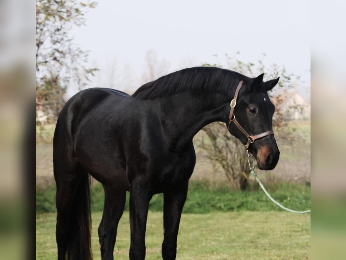 Ungarisches Sportpferd Stute 5 Jahre 170 cm Rappe in Perg