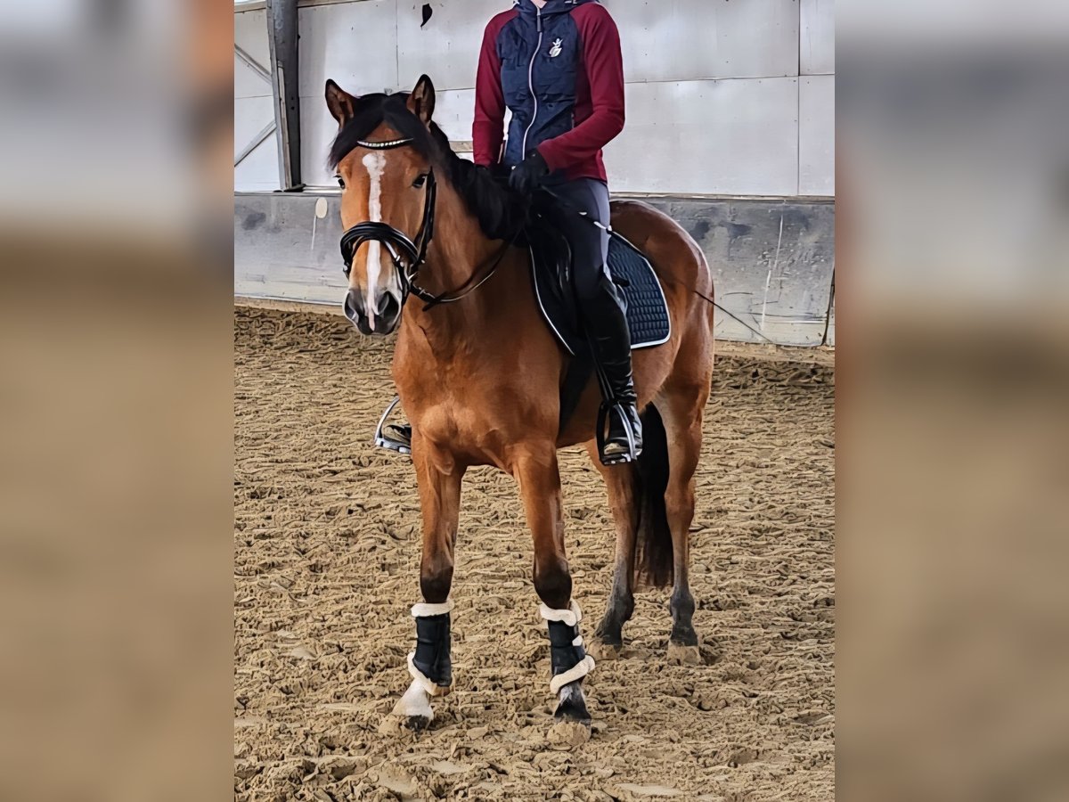 Ungarisches Sportpferd Stute 6 Jahre 144 cm Brauner in Sendenhorst