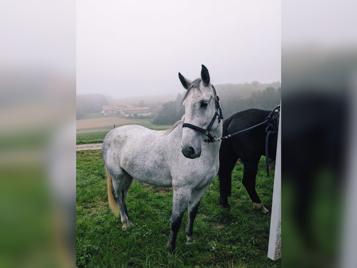 Ungarisches Sportpferd Stute 6 Jahre 155 cm Rappschimmel in Geiselhöring