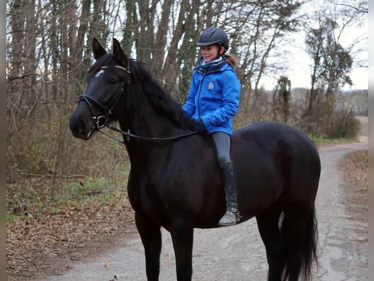 Ungarisches Sportpferd Stute 6 Jahre 158 cm in Enzesfeld-Lindabrunn