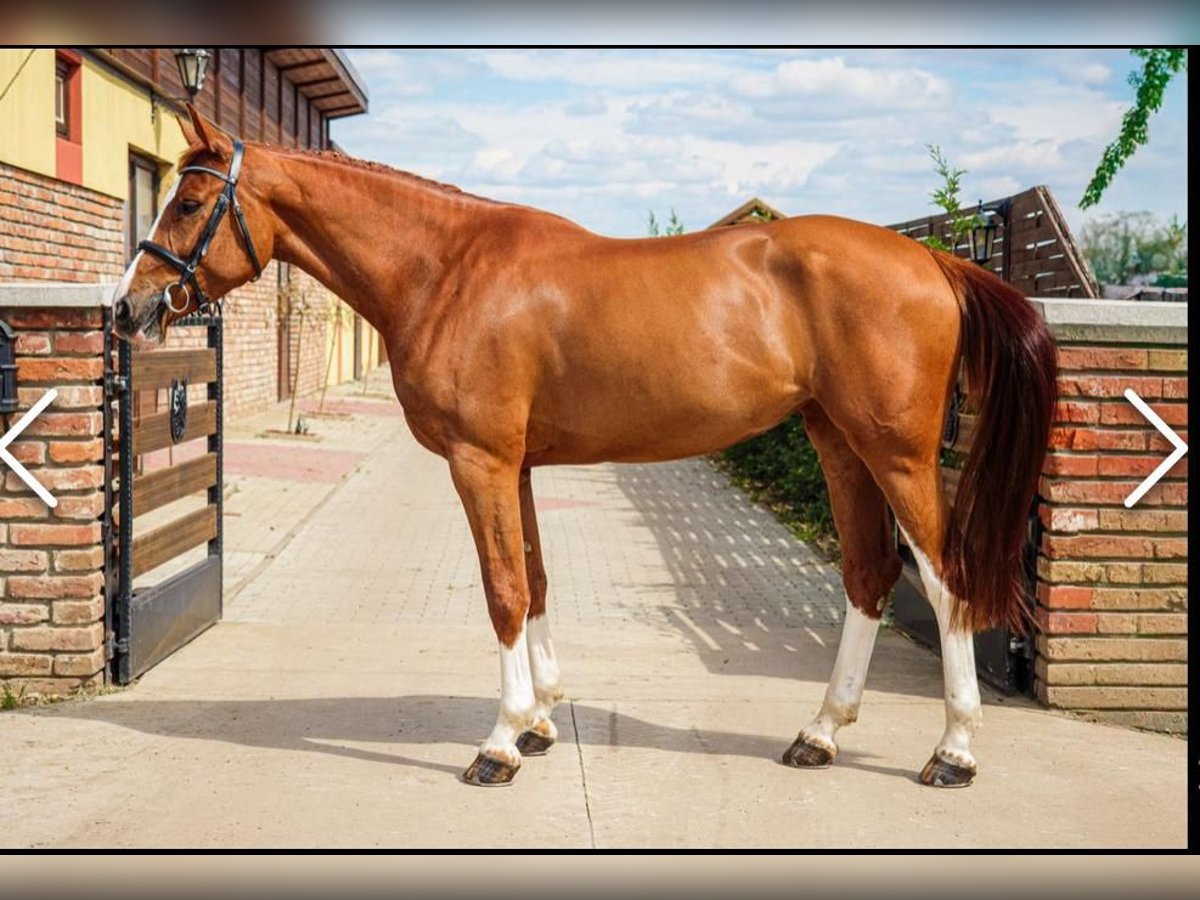 Ungarisches Sportpferd Stute 6 Jahre 168 cm Dunkelfuchs in B&#xE9;k&#xE9;scsaba