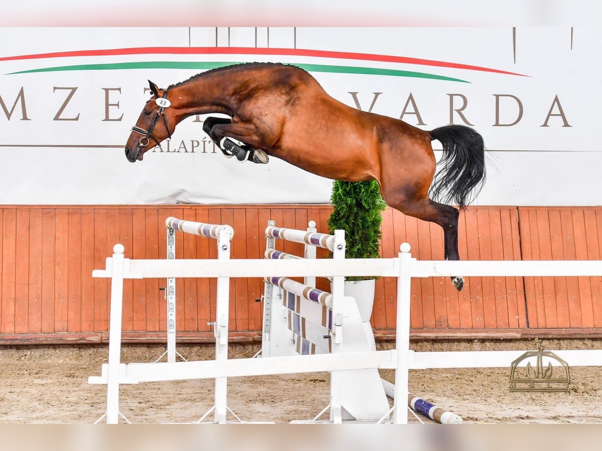 Ungarisches Sportpferd Stute 6 Jahre 168 cm Rotbrauner in Heves