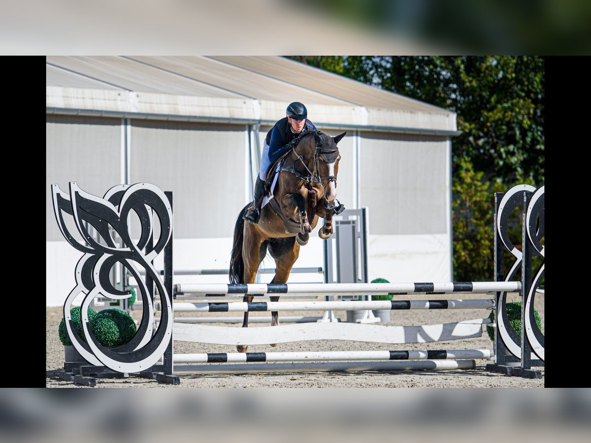 Ungarisches Sportpferd Stute 6 Jahre 168 cm Rotbrauner in Pátka