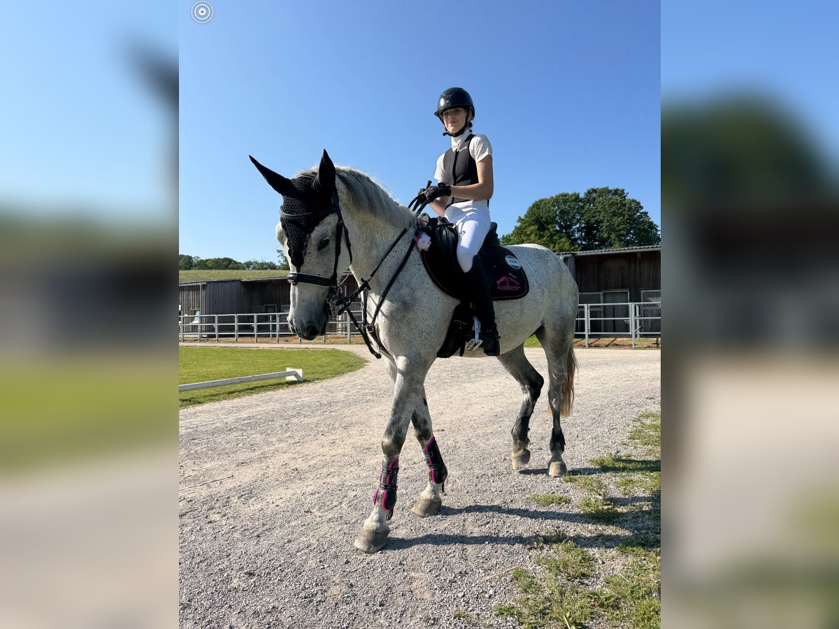 Ungarisches Sportpferd Stute 7 Jahre 160 cm Fliegenschimmel in Linz