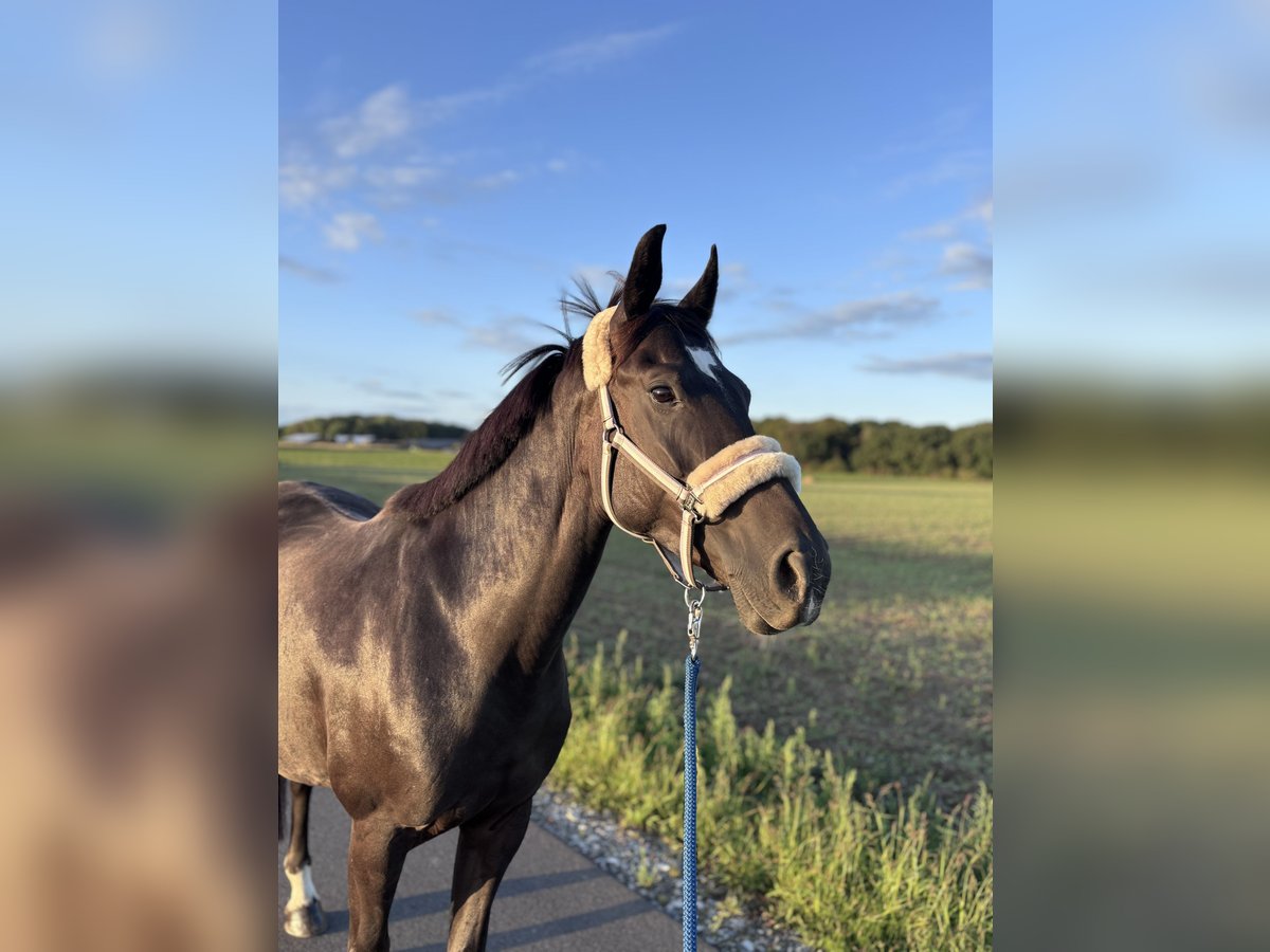 Ungarisches Sportpferd Stute 7 Jahre 160 cm Rappe in Wegberg