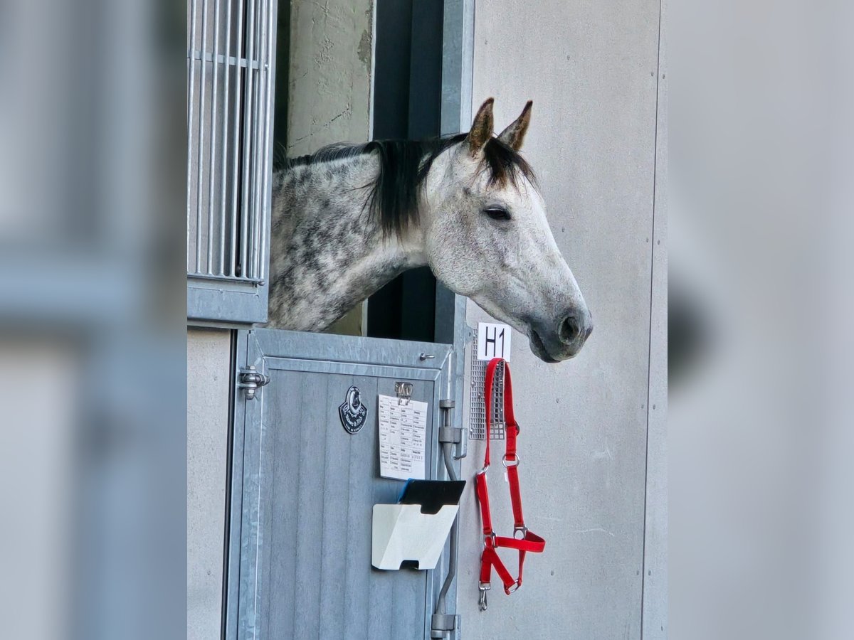 Ungarisches Sportpferd Stute 7 Jahre 160 cm Schimmel in Interlaken