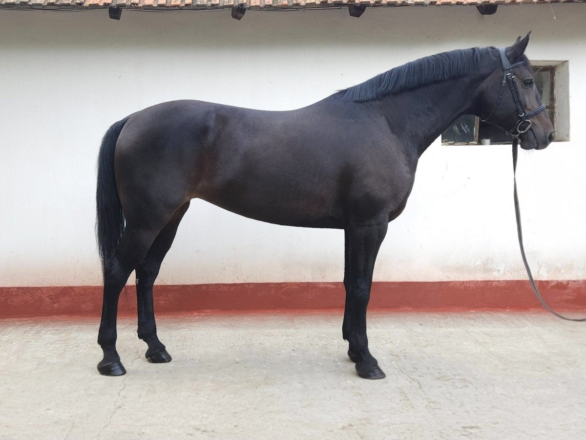 Ungarisches Sportpferd Stute 7 Jahre 169 cm Brauner in B&#xE9;k&#xE9;s