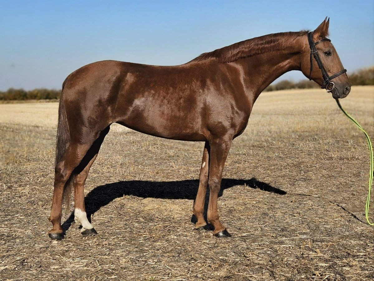 Ungarisches Sportpferd Mix Stute 7 Jahre 174 cm Fuchs in B&#xE9;k&#xE9;s