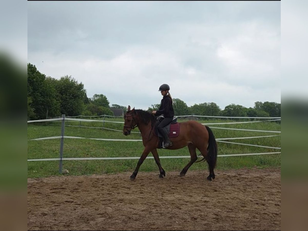 Ungarisches Sportpferd Mix Stute 8 Jahre 145 cm Brauner in Neverin