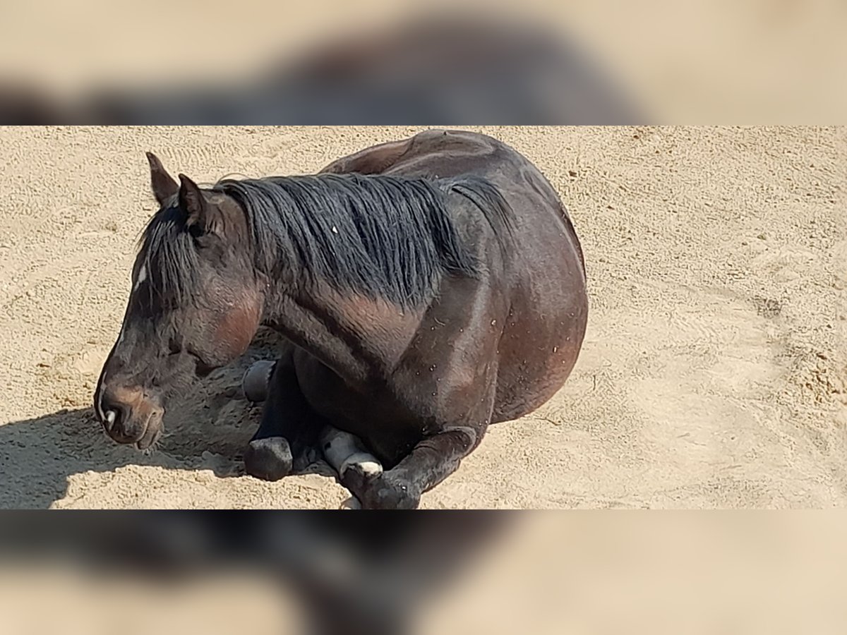 Ungarisches Sportpferd Stute 8 Jahre 157 cm Rappe in Kraichtal