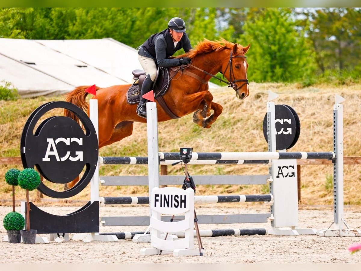 Ungarisches Sportpferd Stute 8 Jahre 166 cm Dunkelfuchs in P&#xE1;tka