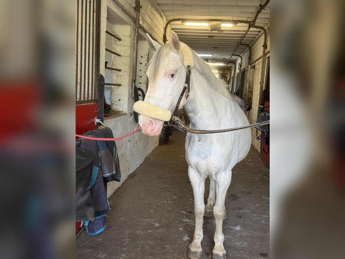 Ungarisches Sportpferd Stute 9 Jahre 135 cm Schecke in Straelen
