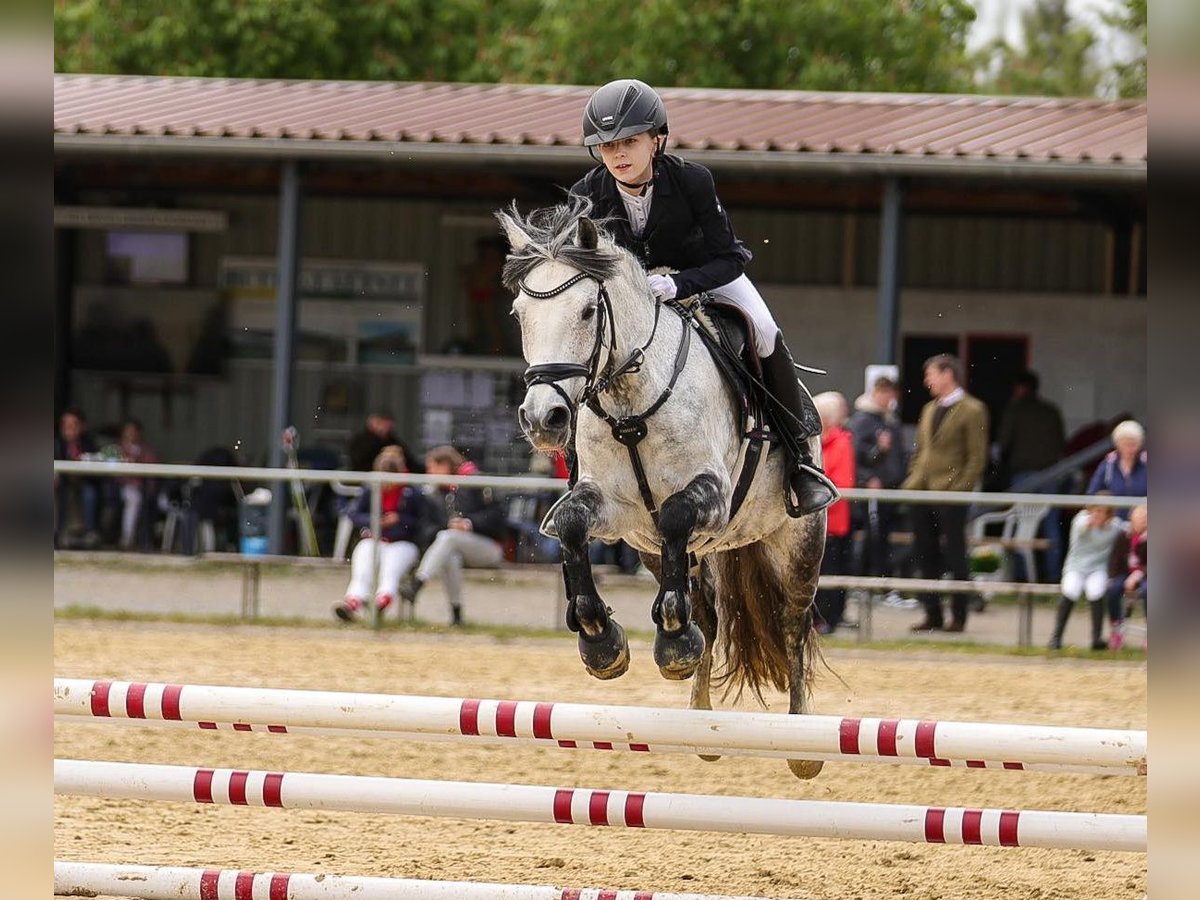 Ungarisches Sportpferd Stute 9 Jahre 137 cm Apfelschimmel in Warburg