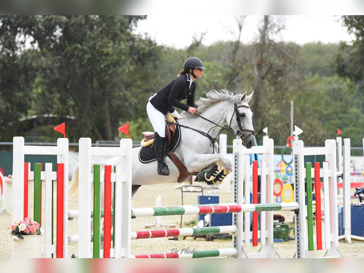 Ungarisches Sportpferd Stute 9 Jahre 162 cm Schimmel in B&#xE9;k&#xE9;scsaba