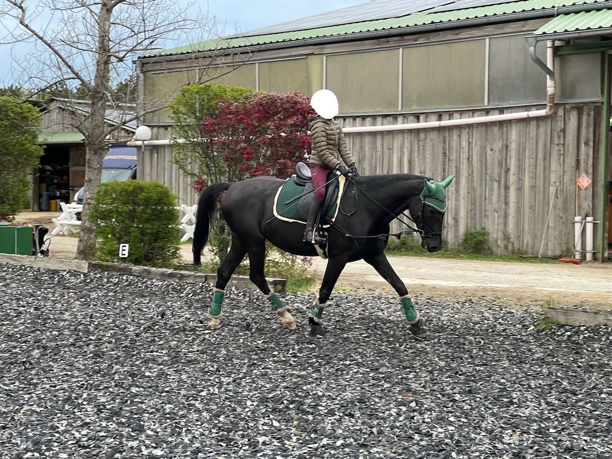 Ungarisches Sportpferd Stute 9 Jahre 167 cm Rappe in Seibersdorf